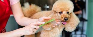 Dog Grooming