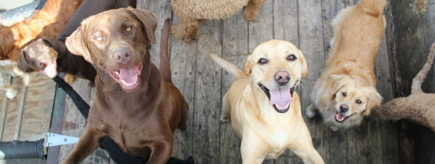 Group of smiling dogs