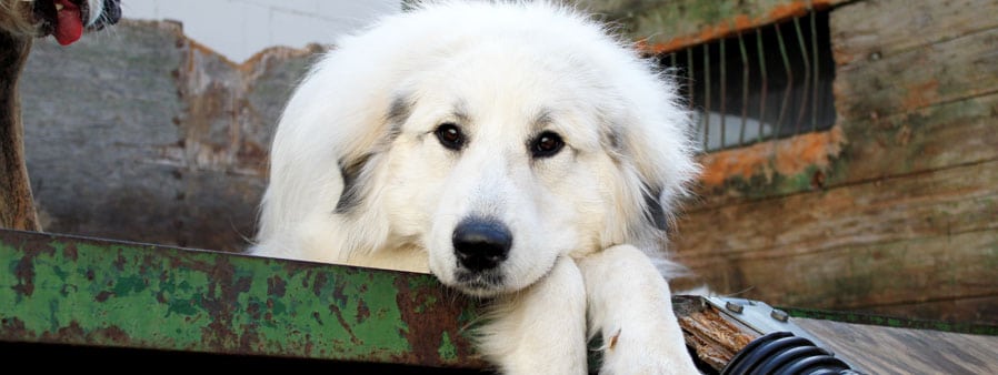 Dog lounging on the deck