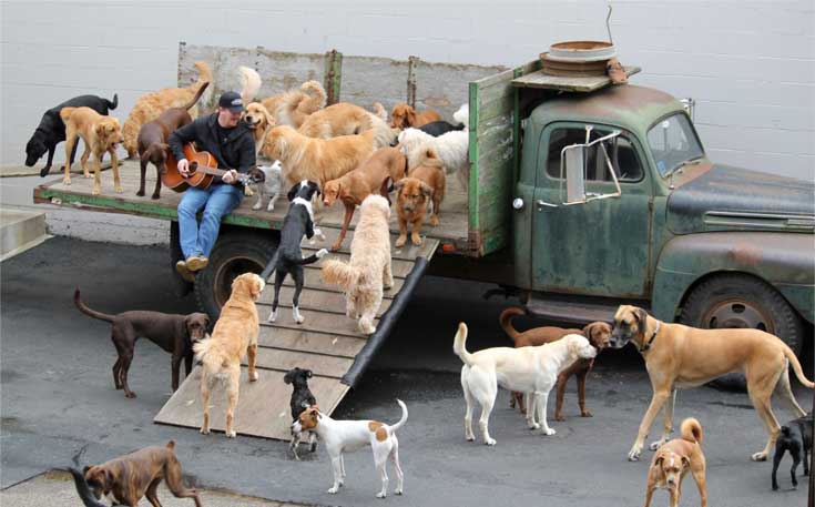 Man playing guitar for the group of dogs