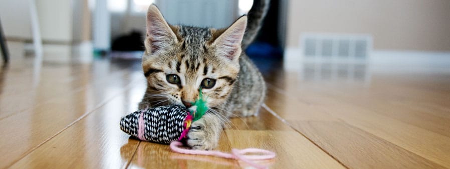 Cat playing with a toy mouse