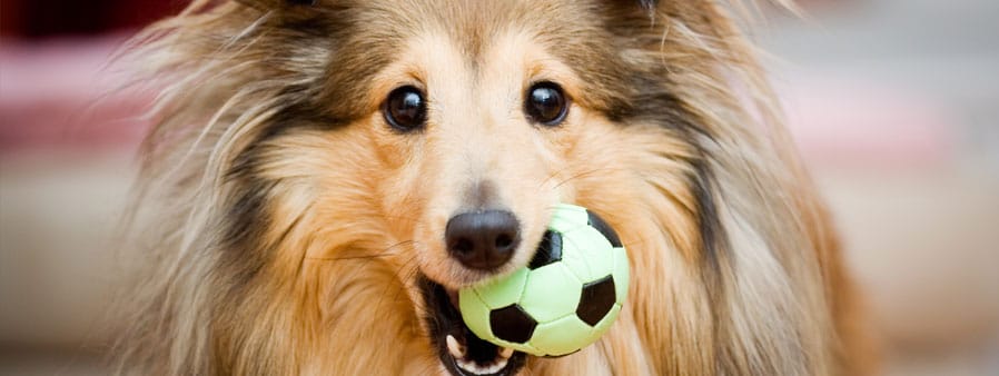 Dog with a ball in its mouth