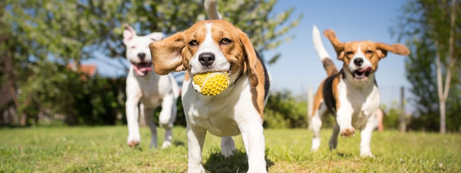 Three dogs running through the yard