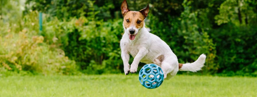 Small dog jumping for a toy