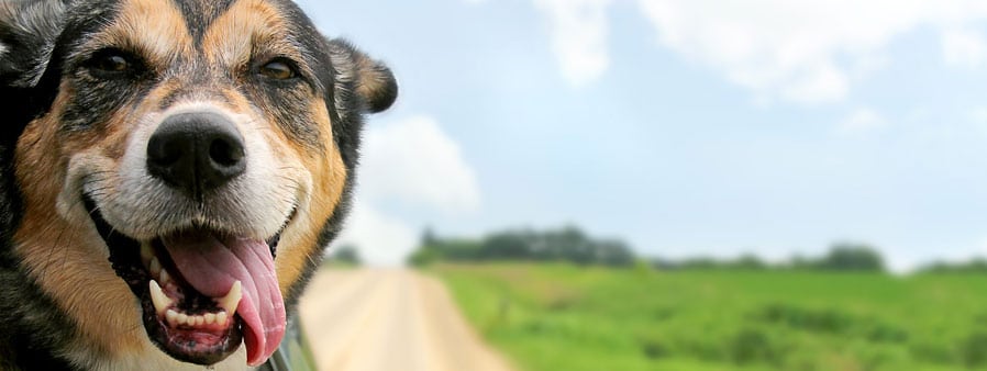 Happy dog with its head out of the car window