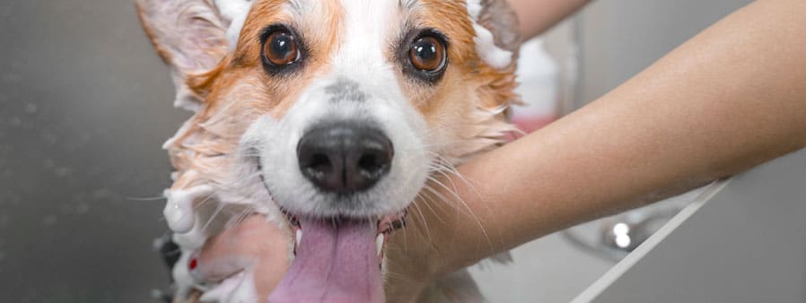 Dog getting a bath