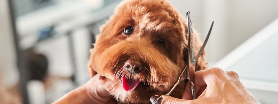 Dog getting a haircut