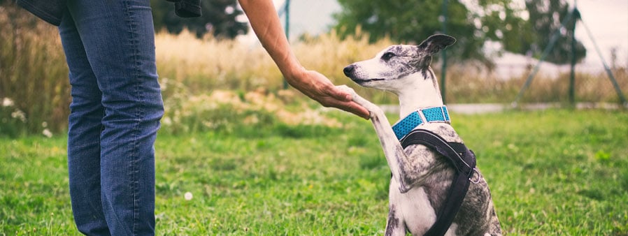 Training a dog to shake hands