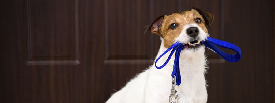 Dog with a leash in its mouth