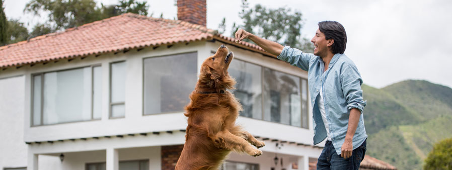 Training a dog to jump for a treat