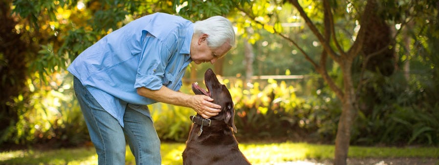 Man petting a dark brown labrador retriever